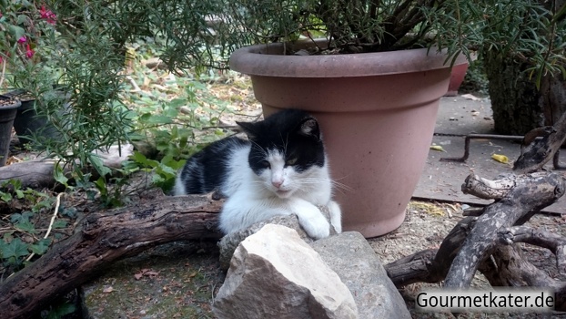 Katze Kitti im Garten