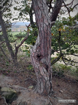 verwachsener Baum