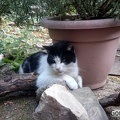Katze Kitti im Garten