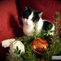 Katze Lilli mag Weihnachten