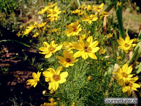 Blüten in Gelb