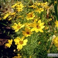Blüten in Gelb