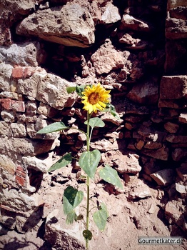 Sonnenblume vor Mauer