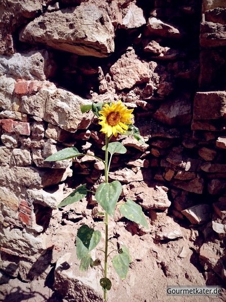 Sonnenblume vor Mauer.JPG