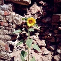 Sonnenblume vor Mauer