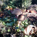 Kleiner Pilz im Garten