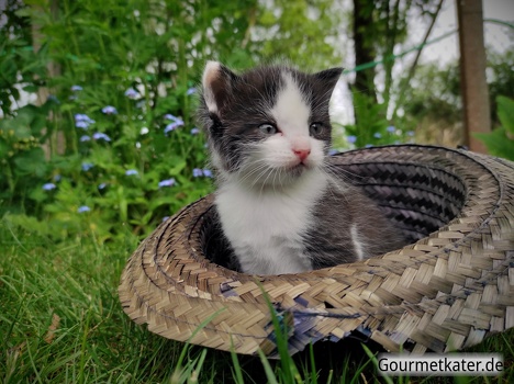 Kleine Katze mit Hut