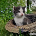 Kleine Katze mit Hut