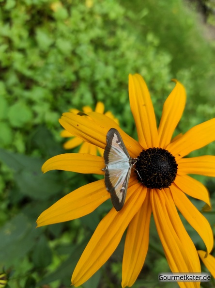 Gelbe-Bluete-mit-Schmetterling.jpg