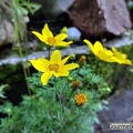 Gelbe-Blume.jpg