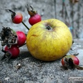 Apfel mit Hagebutte