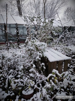 Winter im Garten 3