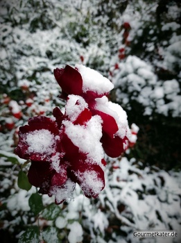 Rose mit Schnee