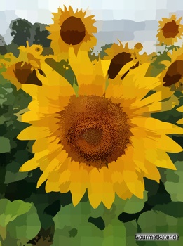 Sonnenblume, Grafik