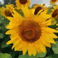 Sonnenblume-grafik.jpg