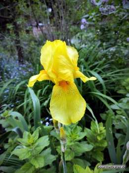 Lilie in gelb