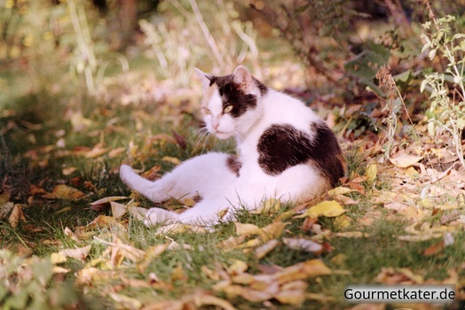 Katze Lagertha im Gras
