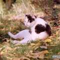 Katze Lagertha im Gras