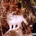 Katze Susi auf dem Holzstapel