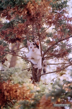 Katze Susi schaut aus dem Baum