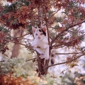 Katze Susi schaut aus dem Baum