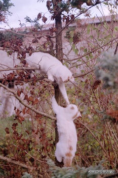 Katzen-Rauferei im Baum
