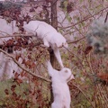 Katzen-Rauferei im Baum