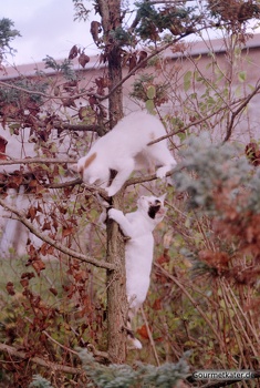 Katzen-Rauferei im Baum 2