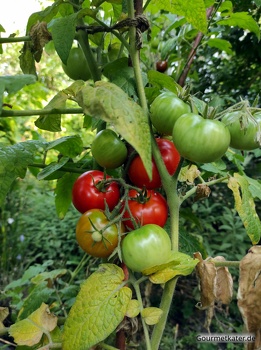Rote Tomaten warten auf Ernte