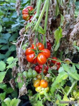 Eine gezahnte Tomate