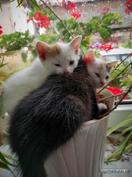 3 Katzenkinder in einem Blumentopf