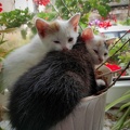 3 Katzenkinder in einem Blumentopf