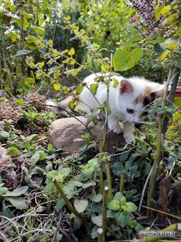 Kleine Katze Susi im Garten