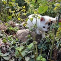 Kleine Katze Susi im Garten