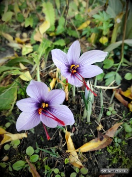 Safran-Blüten