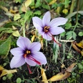 Safran-Blüten