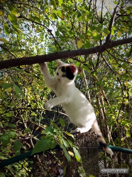 Katze Susi am Baum