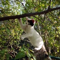 Katze Susi am Baum