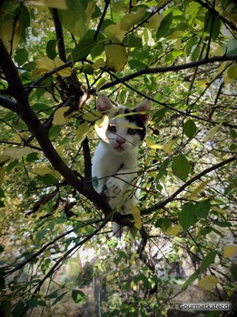 Katze Susi im Baum