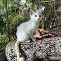 Kater Jonni auf dem Stamm