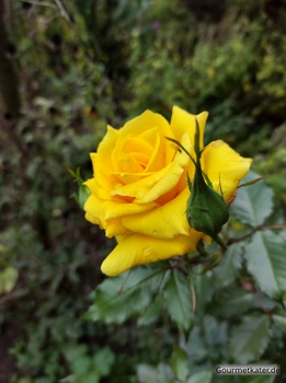 Gelbe Rosen-Blüte
