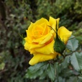 Gelbe Rosen-Blüte