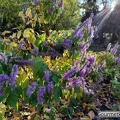 Garten im Sonnenstrahl