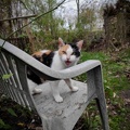 Lachende Katze