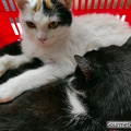 Katzen-Kuschelkorb
