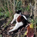 Kater Robbi