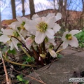 Lenzrose