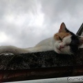 Coole Katze auf dem Dach