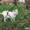 Weißer Kater auf Rasen