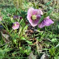 Rote Lenzrose